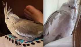 Lost Cockatiel