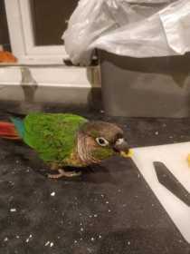 Lost Conure