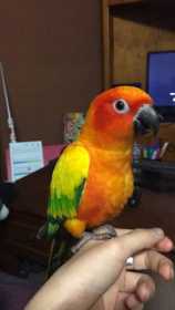 Lost Conure