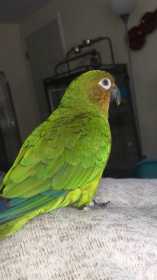 Lost Conure