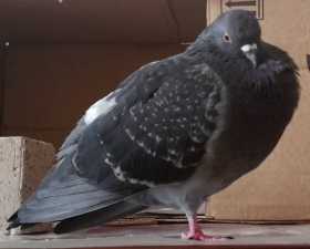 Lost Pigeon