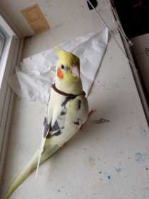 Lost Cockatiel