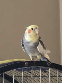 Lost Cockatiel