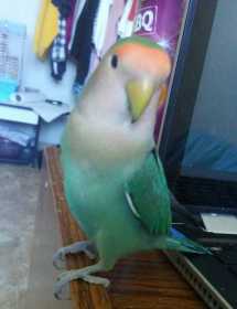 Lost Lovebird