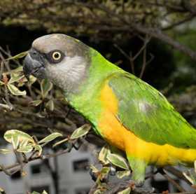 Lost Senegal