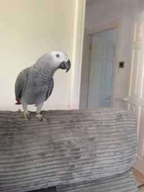 Lost African Grey