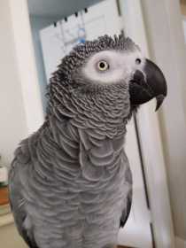 Lost African Grey