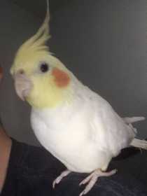 Lost Cockatiel