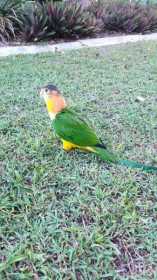 Lost Caique