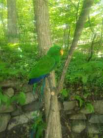 Lost Eclectus