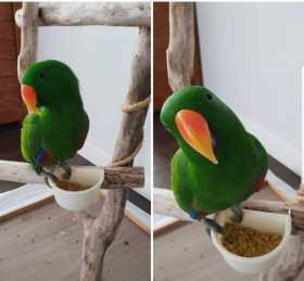 Lost Eclectus