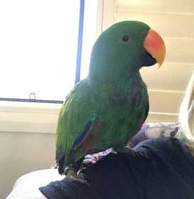 Lost Eclectus