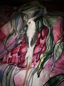 Lost Cockatiel