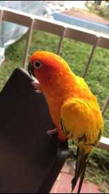 Lost Conure