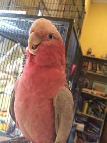 Lost Galah Cockatoo