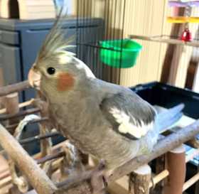 Lost Cockatiel