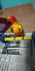 Lost Conure