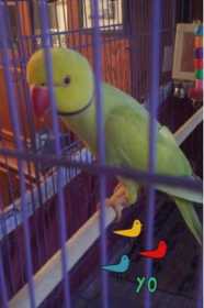 Lost Indian Ringneck Parakeet