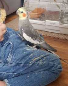 Lost Cockatiel