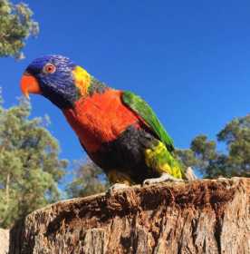 Lost Lory / Lorikeet