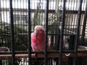 Lost Galah Cockatoo