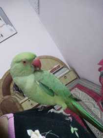 Lost Indian Ringneck Parakeet