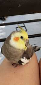 Lost Cockatiel