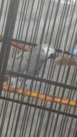 Lost African Grey