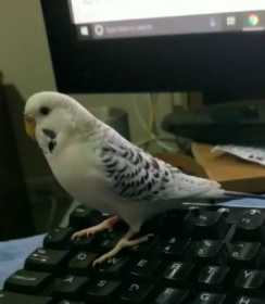 Lost Budgerigar