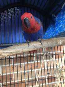 Lost Eclectus