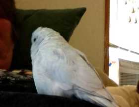 Lost Parrotlet