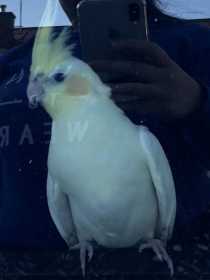 Lost Cockatiel