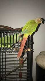 Lost Conure