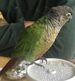 Lost Conure