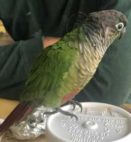 Lost Conure