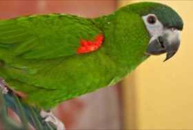 Lost Macaw