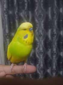 Lost Budgerigar