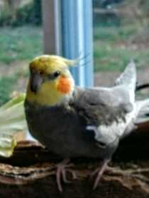 Lost Cockatiel