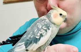 Lost Cockatiel