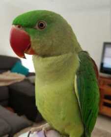 Lost Alexandrine