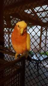Lost Galah Cockatoo