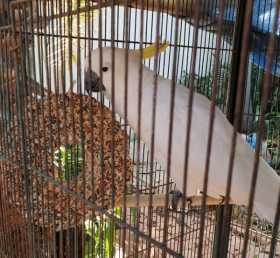 Lost Cockatoo