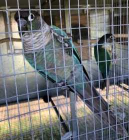 Lost Conure
