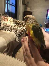 Lost Conure