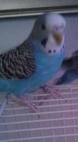 Lost Budgerigar