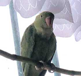Lost Indian Ringneck Parakeet