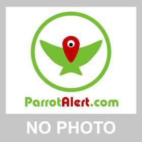 Lost African Ringneck Parakeet