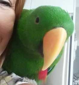 Lost Eclectus