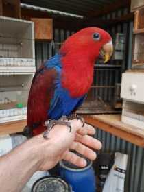 Lost Eclectus