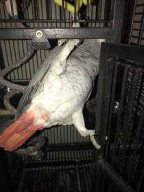 Lost African Grey